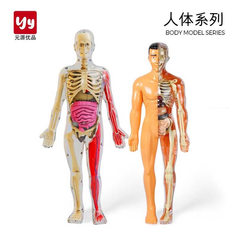 H. 40 human body structure model, organ skeleton, medical simulation ...