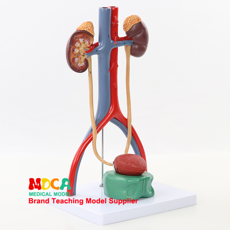 Bladder Catheterization, And Urinary System Kidney Model, Arteriovenous ...
