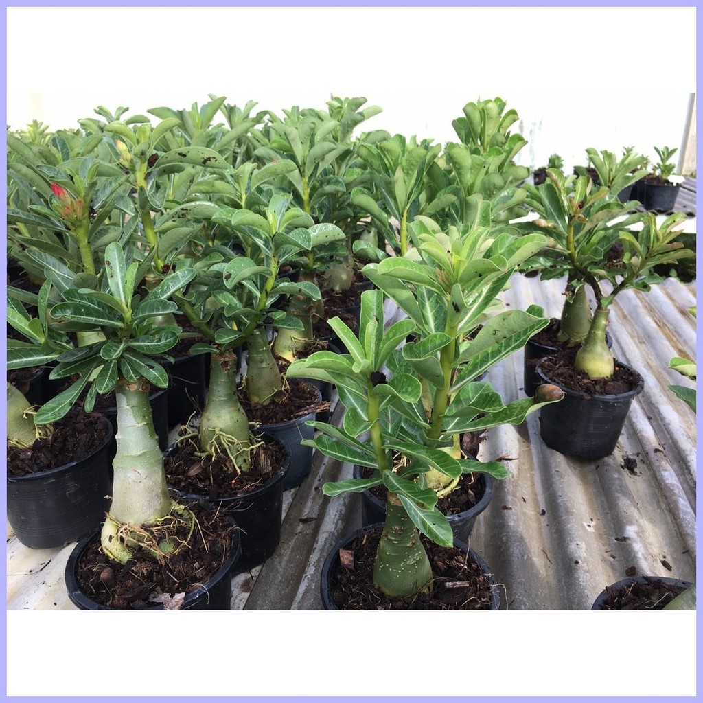 100% Real Adenium Obesum seeds desert rose rare Thailand flower seeds ...