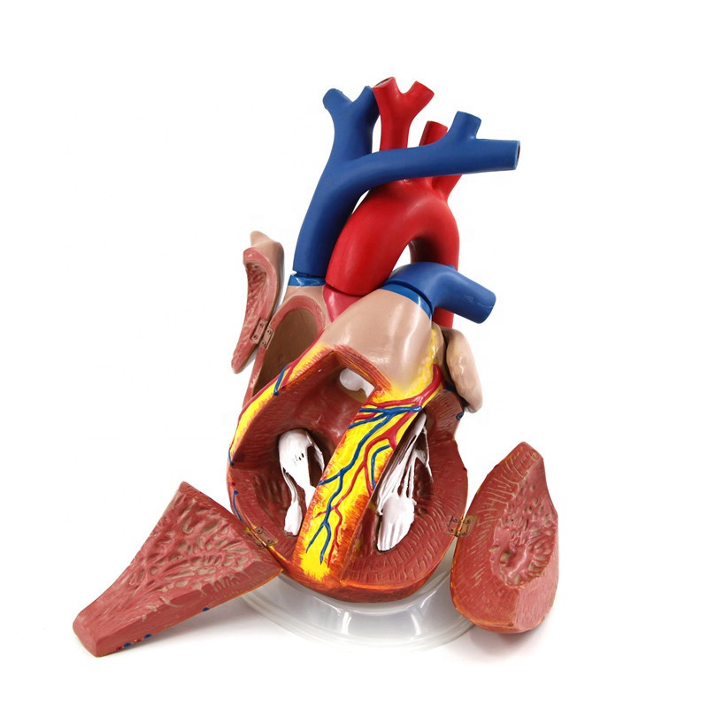 3D Detachable Human Heart Model for Medical Ultrasound Teaching ...
