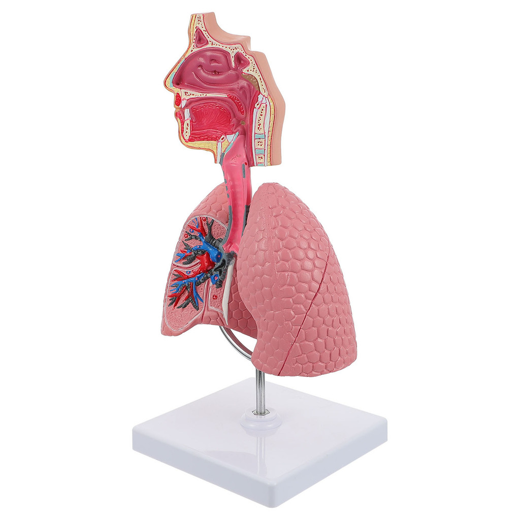 4D Anatomical Assembly Model Of Human Organs Lungs Anatomy Respiratory ...