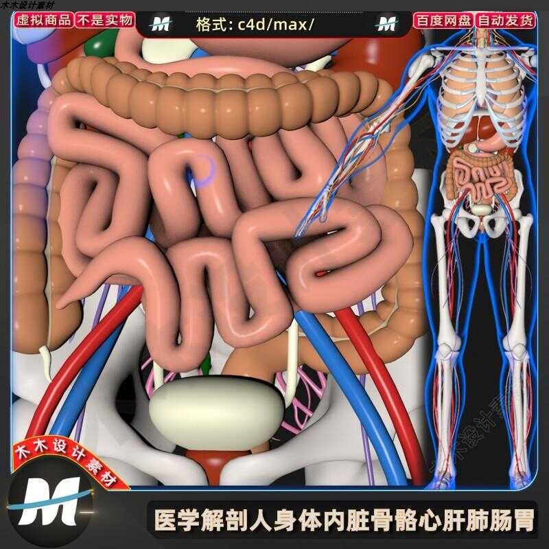 C4D Human Body Structure Anatomy Medical MAX Organ Brain Visceral ...