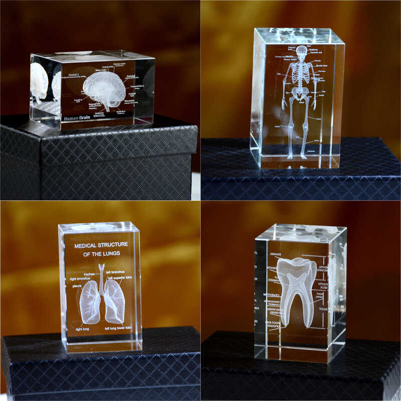 Human body structure model, medical simulation, junior high school ...