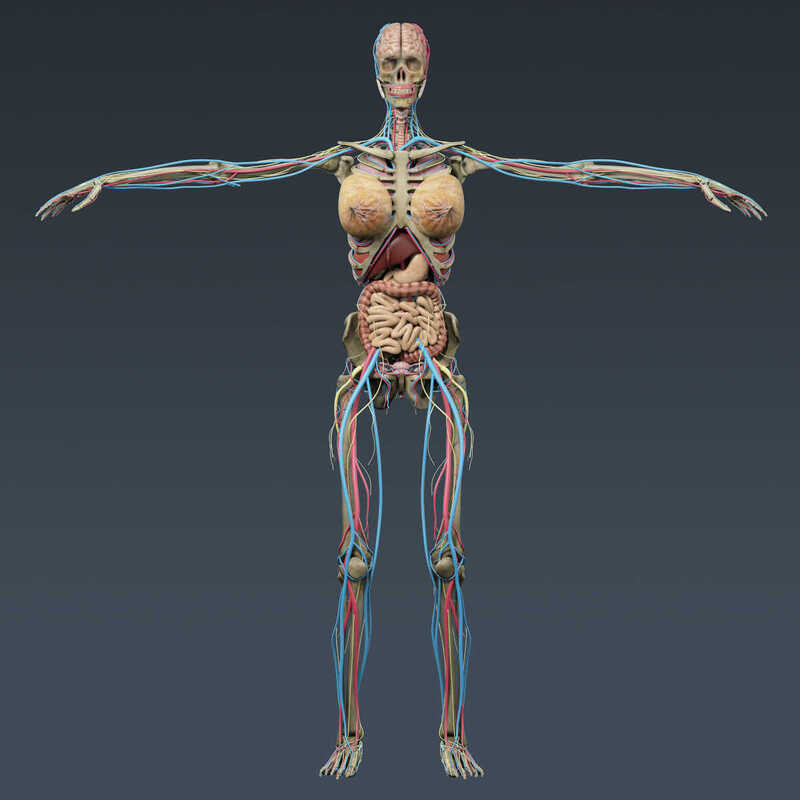 3D Human Organ Models, 3D Modeling Materials, Musculoskeletal System ...