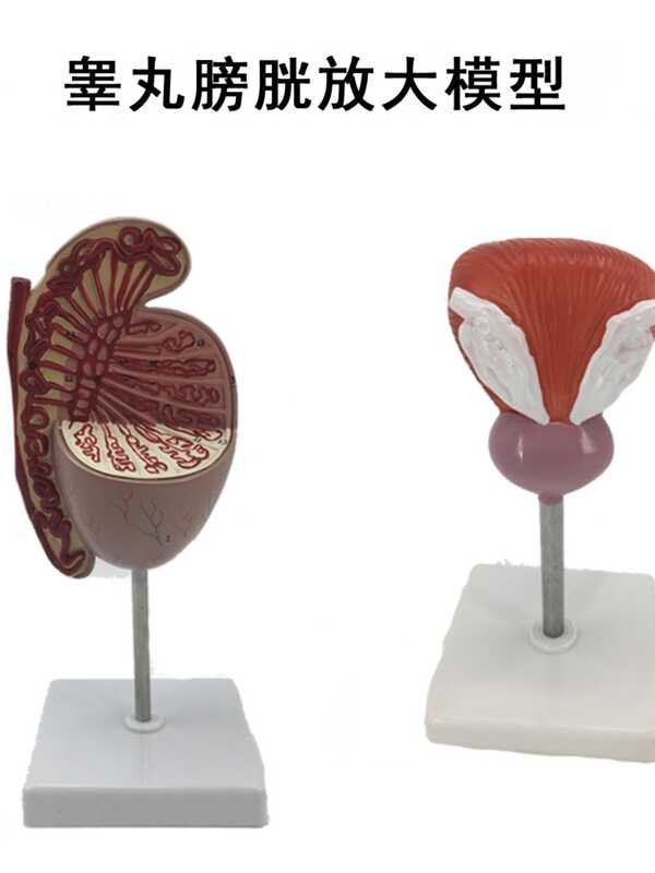 Bladder prostate enlargement model, urinary and reproductive system ...