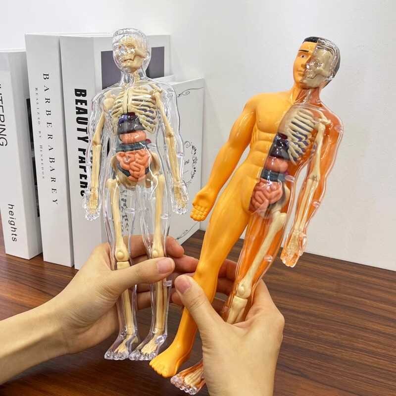 Human body structure model, organs, bones, detachable assembly ...