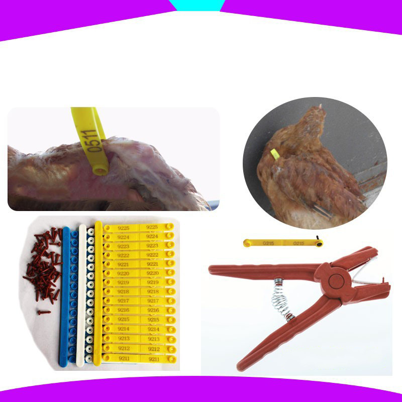 20Pcs Wing Band Chicken Wings Adjustable FlexiBand Trackingfowl Random ...