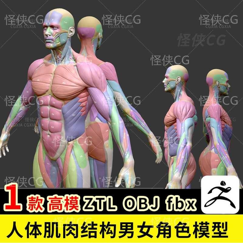 3D model of human muscle structure, reference model for male and female ...
