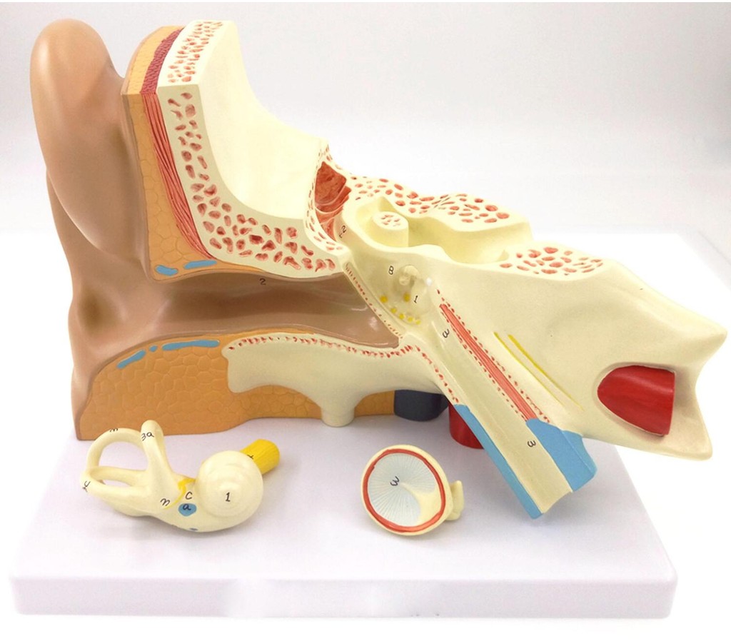 PVC 3 Part Human Ear Anatomy Medical Teaching Aid With Removable ...