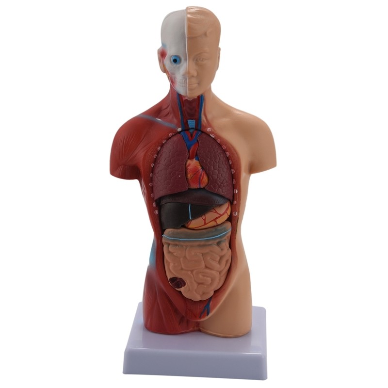 Human Torso Body Anatomy Model Heart Brain Skeleton School Educational ...