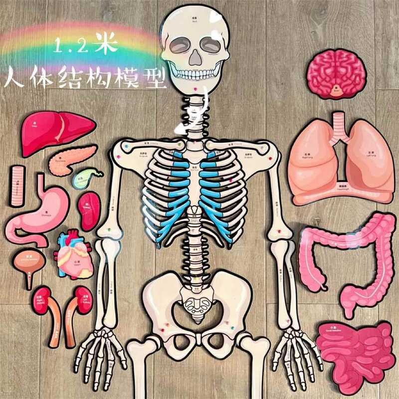 Human body structure model, skeletal organs, visceral disassembly, body ...