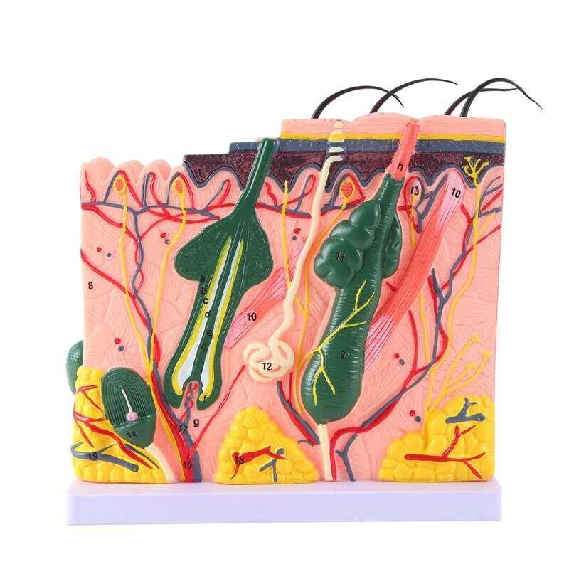 1 Piece Skin Model Skin Hair Structure Enlarged Model Anatomy Model As ...