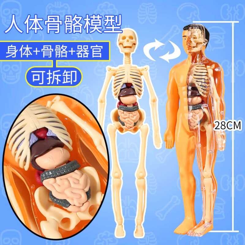 Detachable assembly of human body model structure, full body skeleton ...