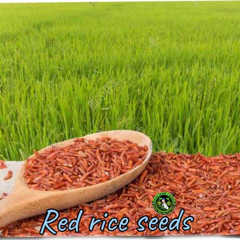 Red Rice Planting Seeds – Heirloom MABANGO AT ORGANIC NA BIGAS D58 ...