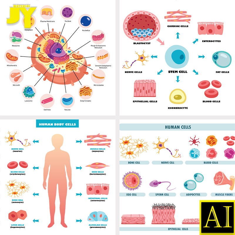Display human vector cartoon anatomy, biomedical schematic diagram ...