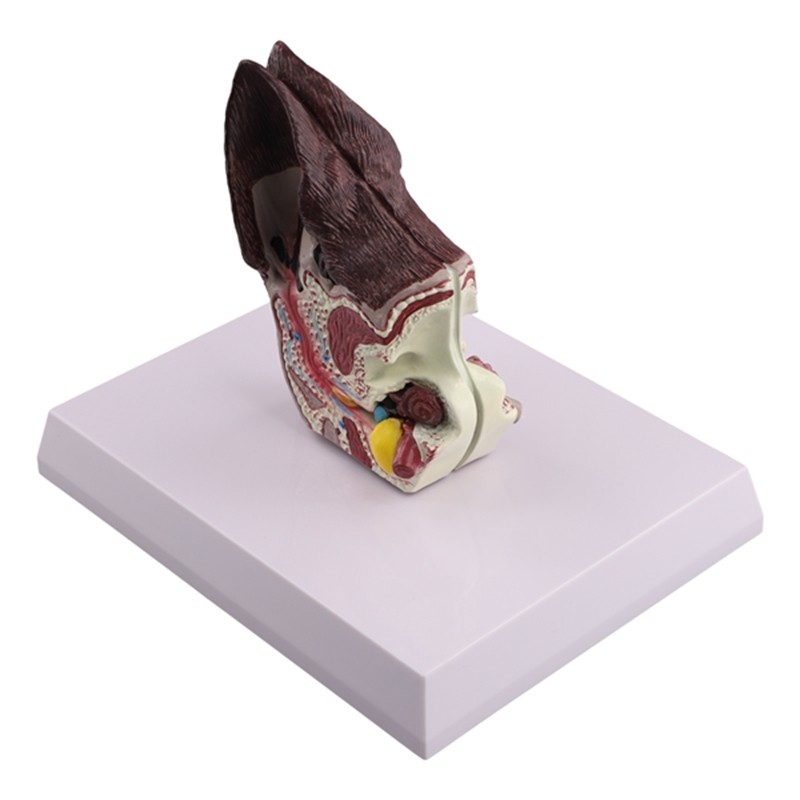 Ear Lesion Animal Anatomy Model Veterinary Science Auxiliary Teaching ...