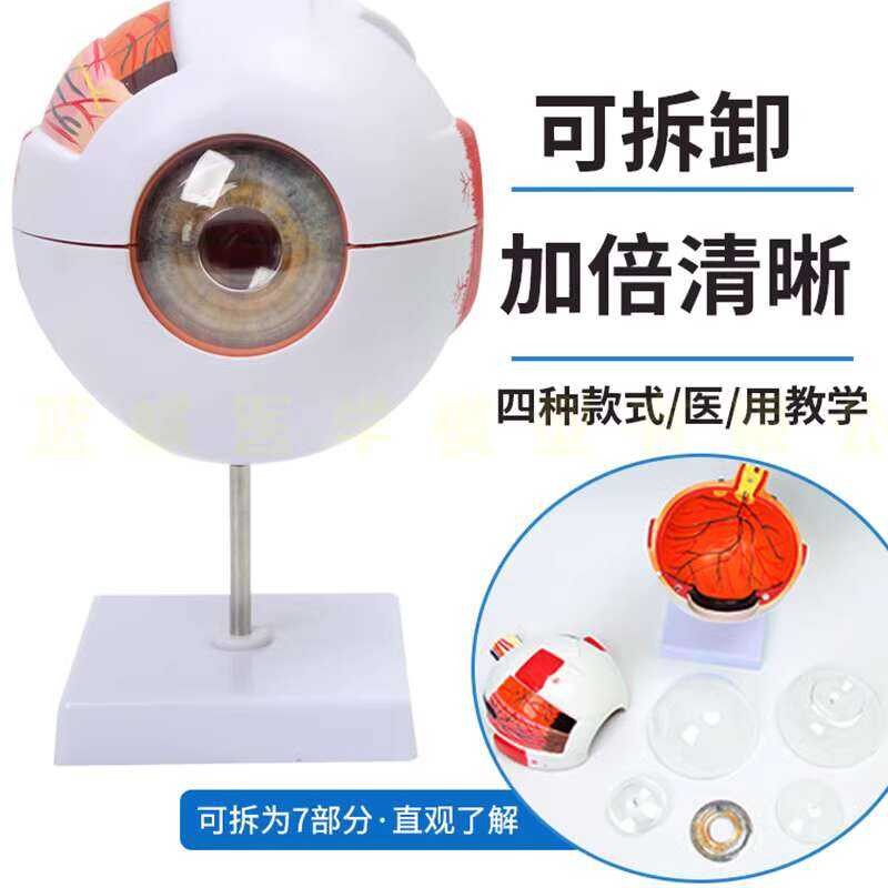 Human Eye Simulation Model 6x Magnification Eye Structure Anatomy Eye ...