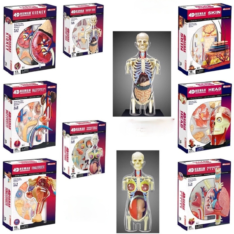 4D Human Body Torso Reproductive System Kidney Head Nerves Skin ...