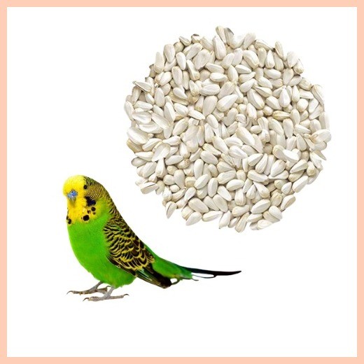 ㍿ ๑ ∏ The Bird Shop PH Bird Seeds Saff Flower Oat Groat Canary Bird ...