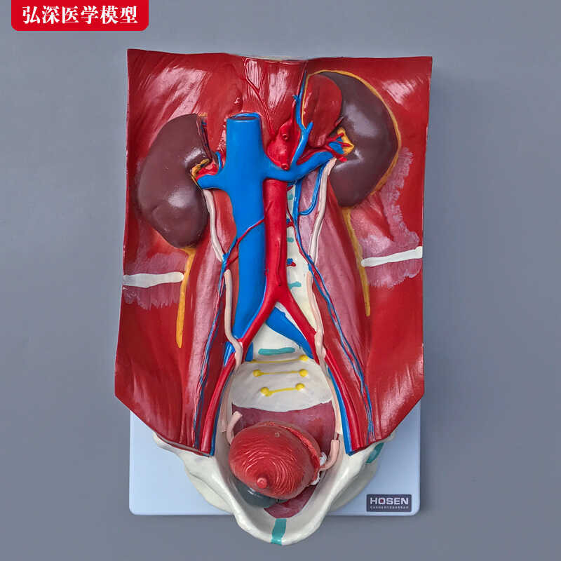 Human urinary system model, renal organ structure anatomy, bladder ...