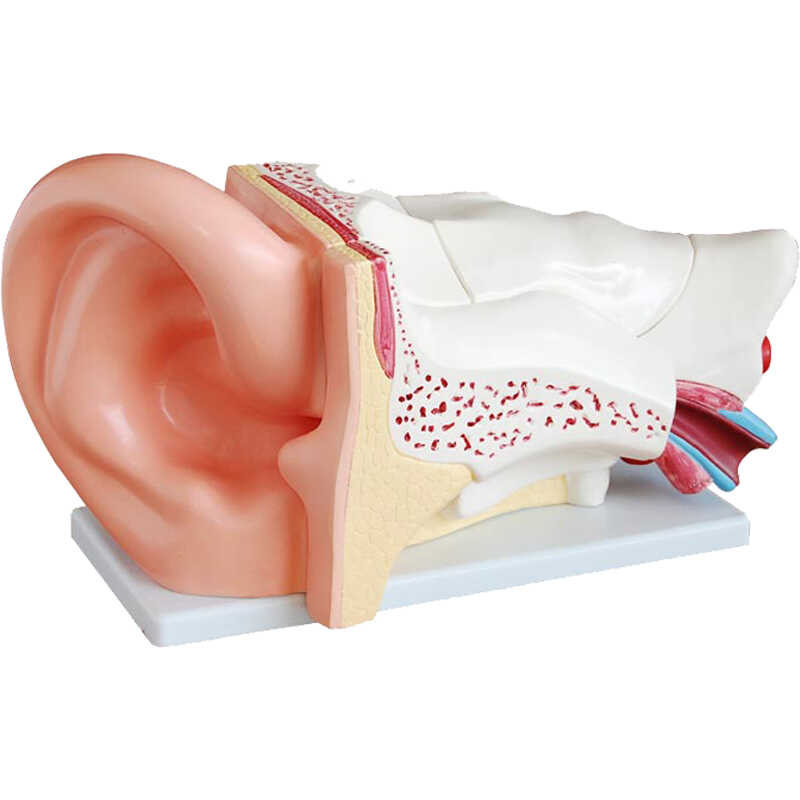 Human ear model, anatomical structure of the human ear, ear canal ...