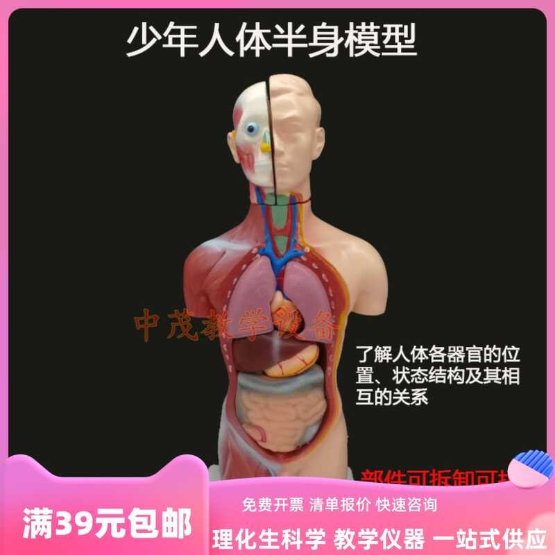 Male body half body model with detachable internal organ system ...