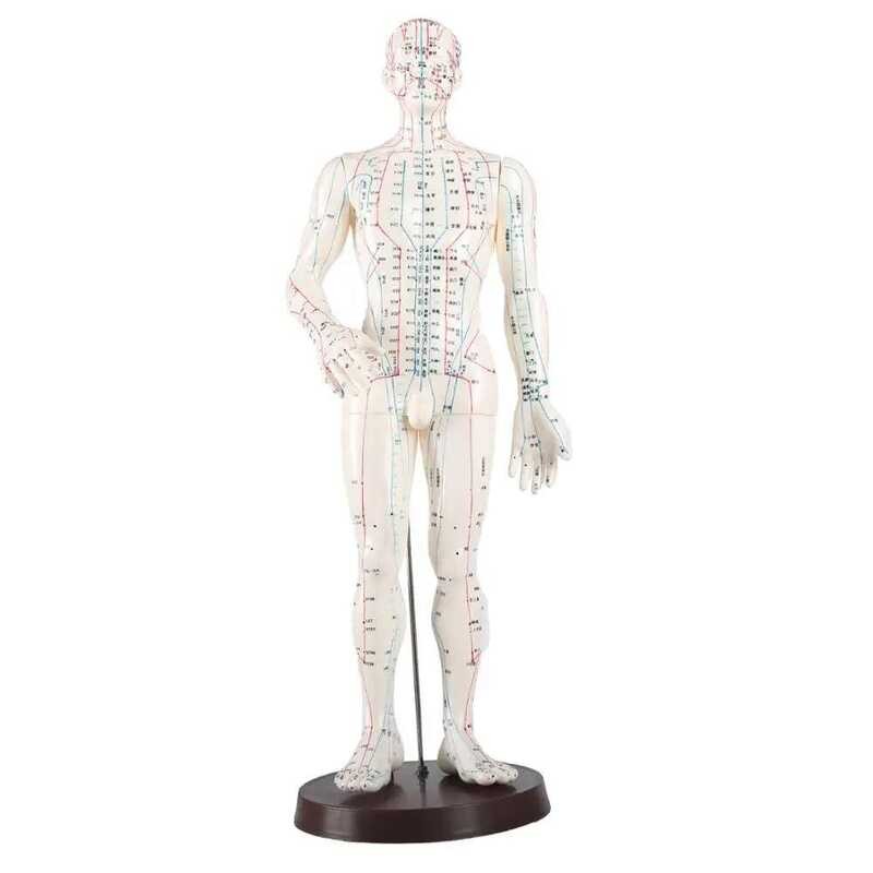 Acupuncture Model 48Cm Female 50Cm Male PVC Human Body Acupuncture ...