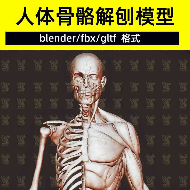 C4D human medical skeletal muscle anatomical model C4D muscle tissue ...