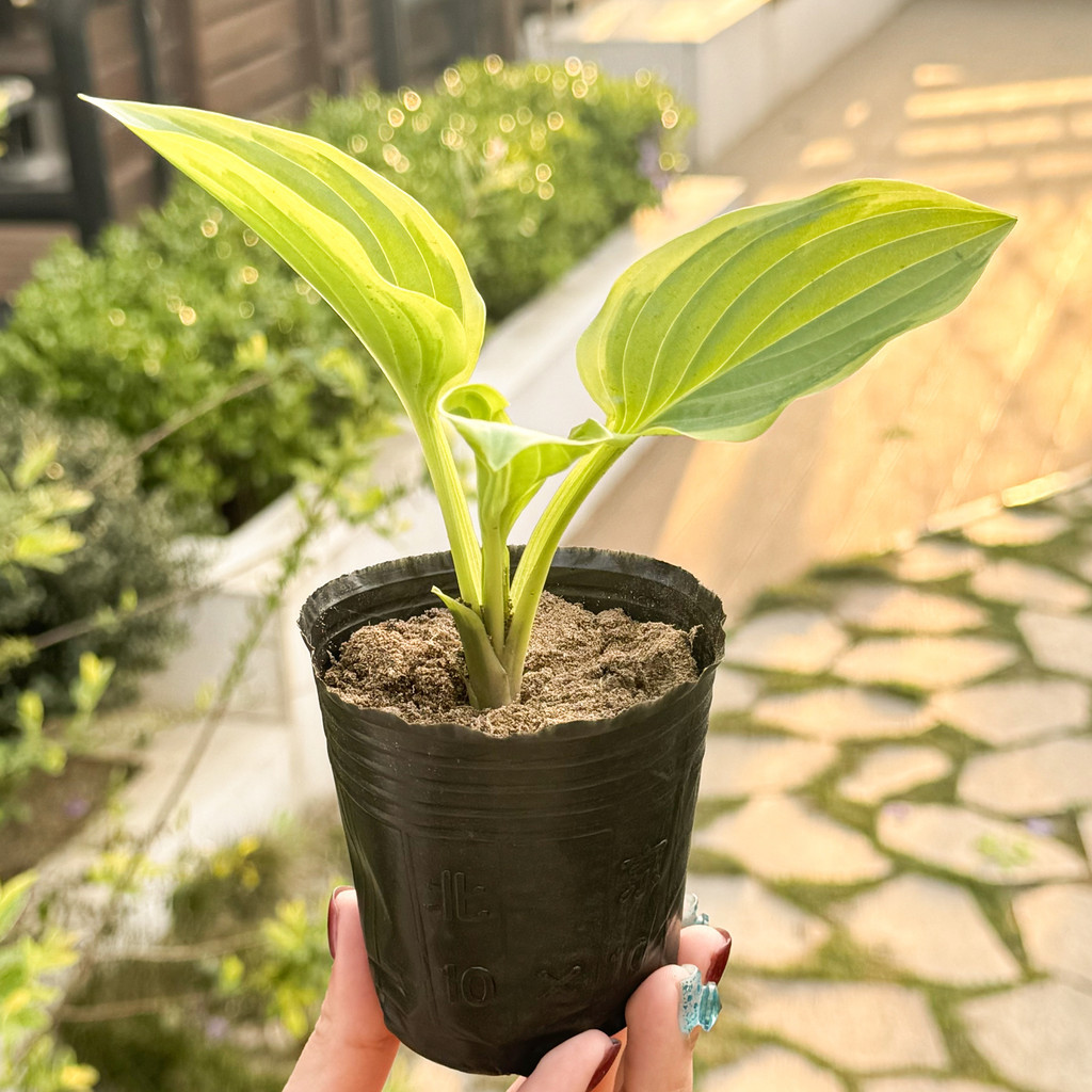 Amazon.com: YITAHOME 90 Gallon Large Outdoor Deck Box, Lockable ...