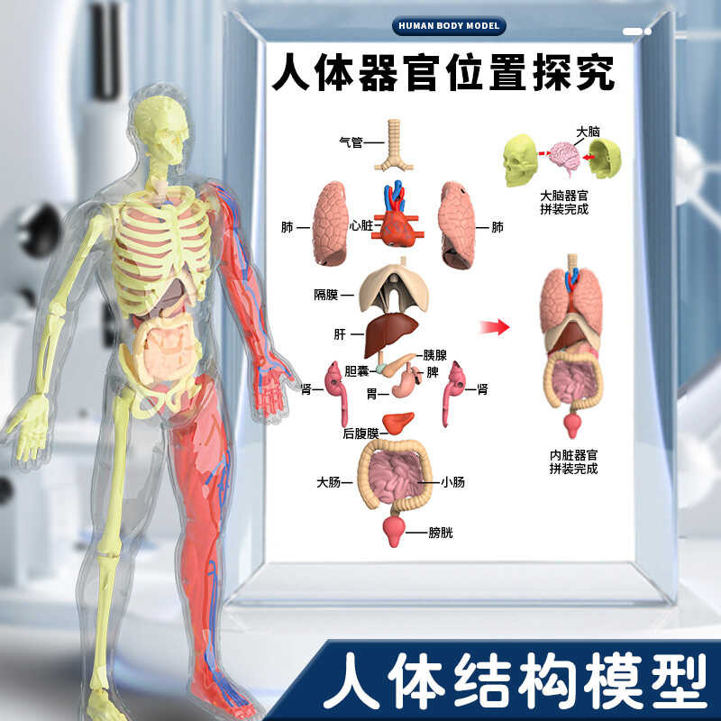 Bandai Human Body Model Organ Structure Disassembly and Assembly ...