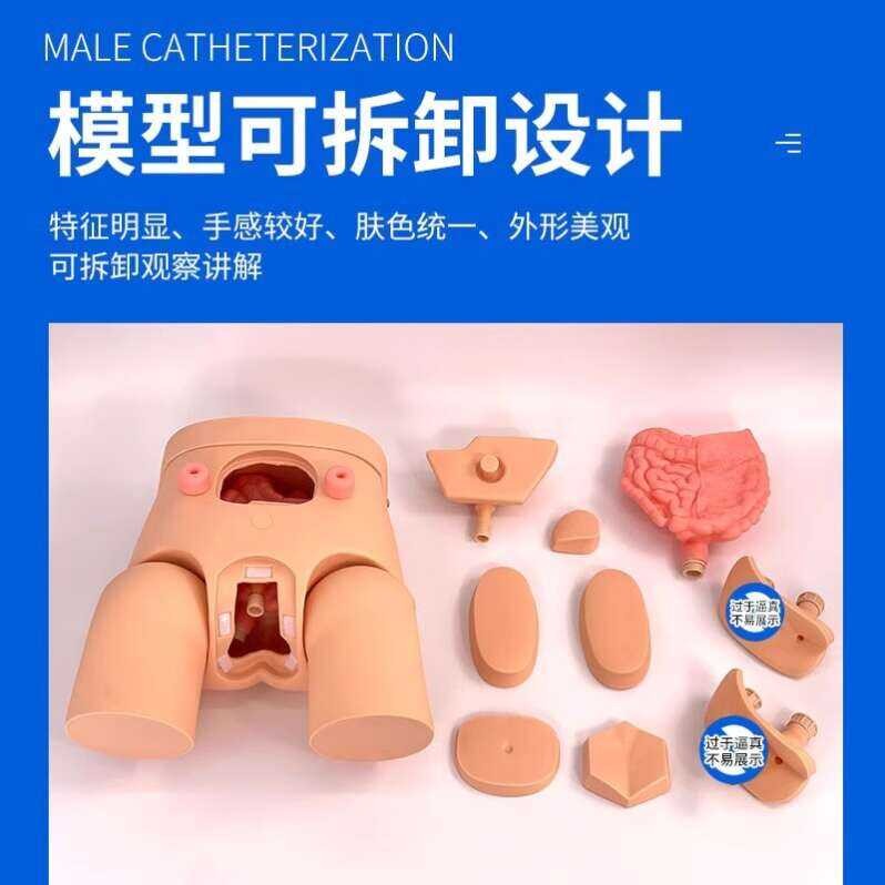 Male and Female Genital Anatomy Model, Urinary Catheterization and ...