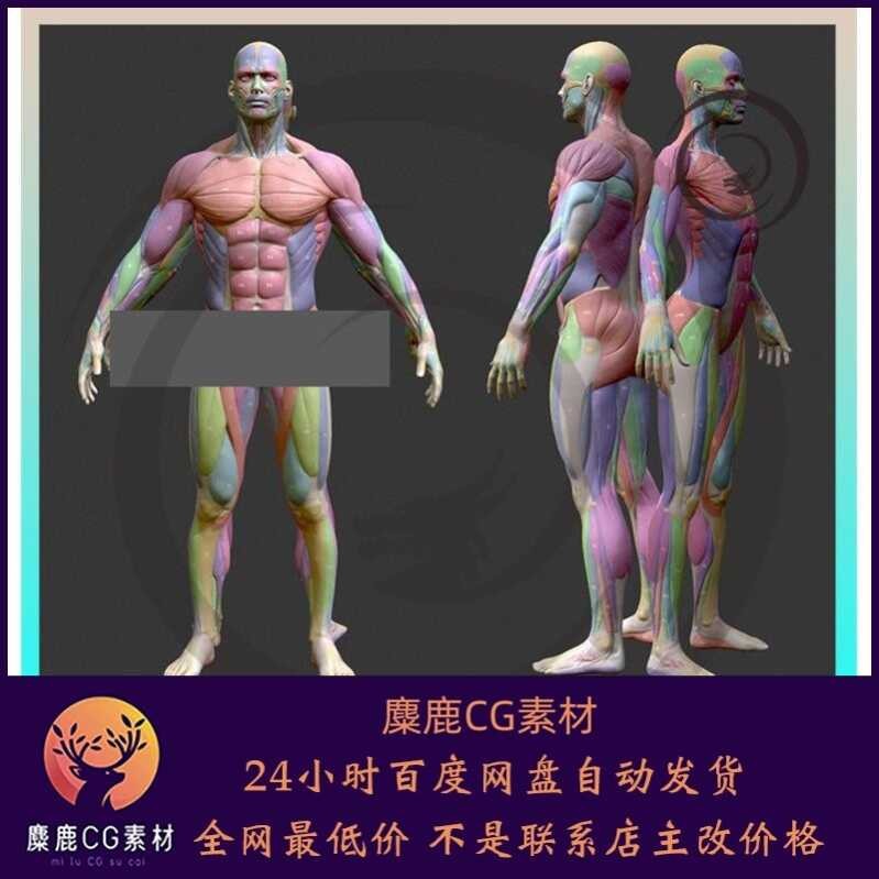 ZBrush Male and Female Human Trunk Anatomy Muscle System 3D Model FBX ...