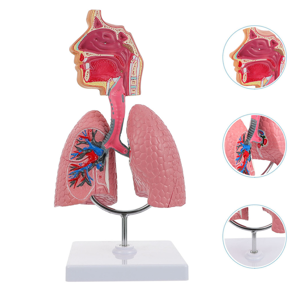 Respiratory System 4D Anatomical Assembly Model Of Human Organs Lung ...