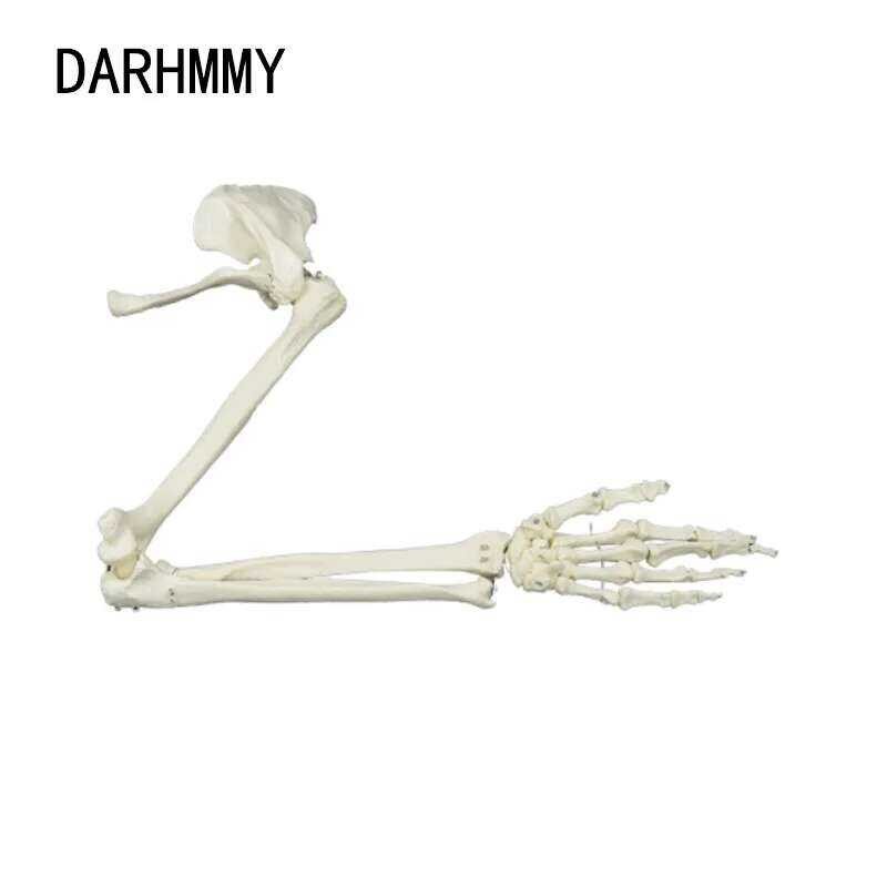 1:1 DARHMMY Upper Limb Hand Scapula Clavicle Flexible Skeleton Model ...