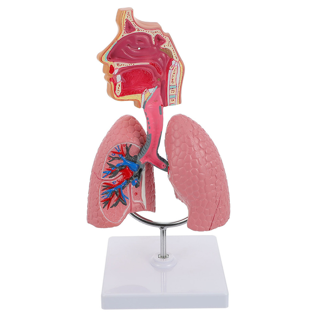 Respiratory System Model Experiment Lung Useful For Teaching Tool ...