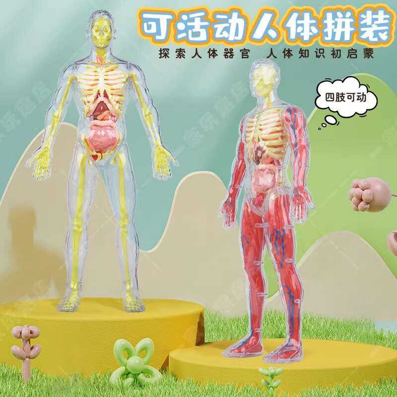 Removable human body model, organ structure disassembly and assembly ...