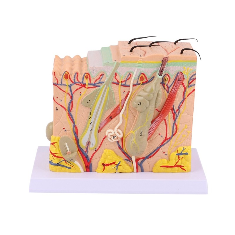 70 Times Human Hierarchical Structure Skin Magnification Anatomy ...
