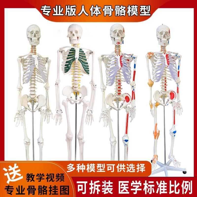 Dismantling of human spine skeleton structure, medical bones, whole ...