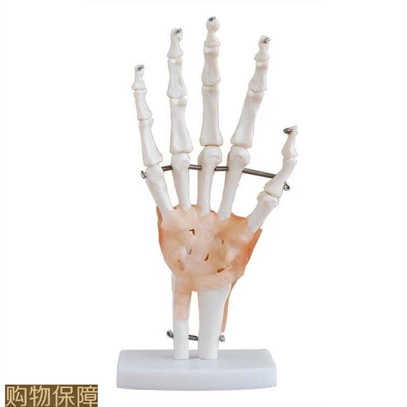 Hand Joint Model (Natural Large) Human Hand Palm Skeletal Anatomy ...