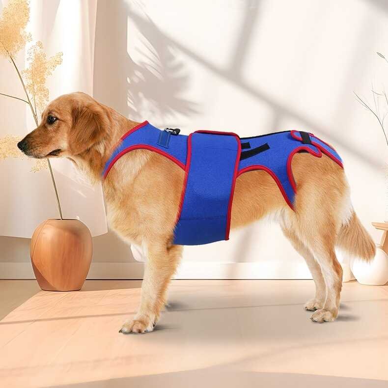 New Pet Spine Support Clothing To Prevent Pet Hunchback Habits ...