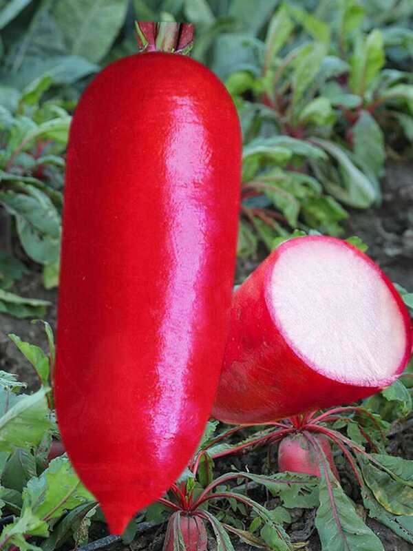 Lumang bran tubig radish buto, balat, radish, puting puso, ng mga ...