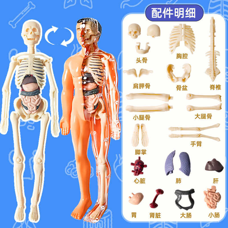 Removable human body model, organ structure disassembly and assembly ...