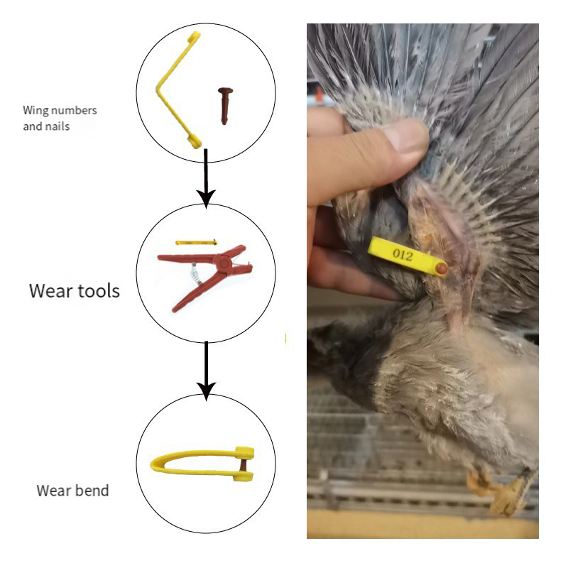 20Pcs Wing Band Chicken Wings Adjustable FlexiBand Trackingfowl Random ...