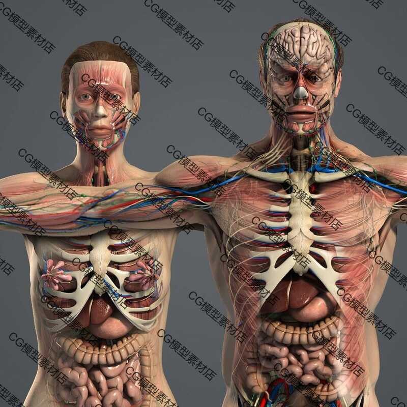 C4D Human Organ Structure Anatomy Skeletal Muscles Neurovascular Heart ...