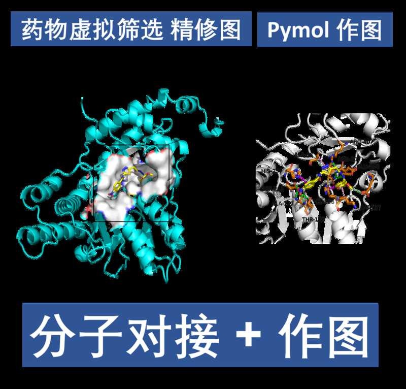 Molecular drug virtual screening Pymol mapping autodock vina DS ...