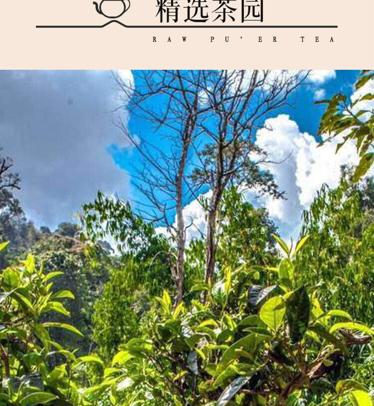 300g Yunnan Pu'er Raw Tea Early Spring Tea Xigui Ancient Tree Gold Bar ...