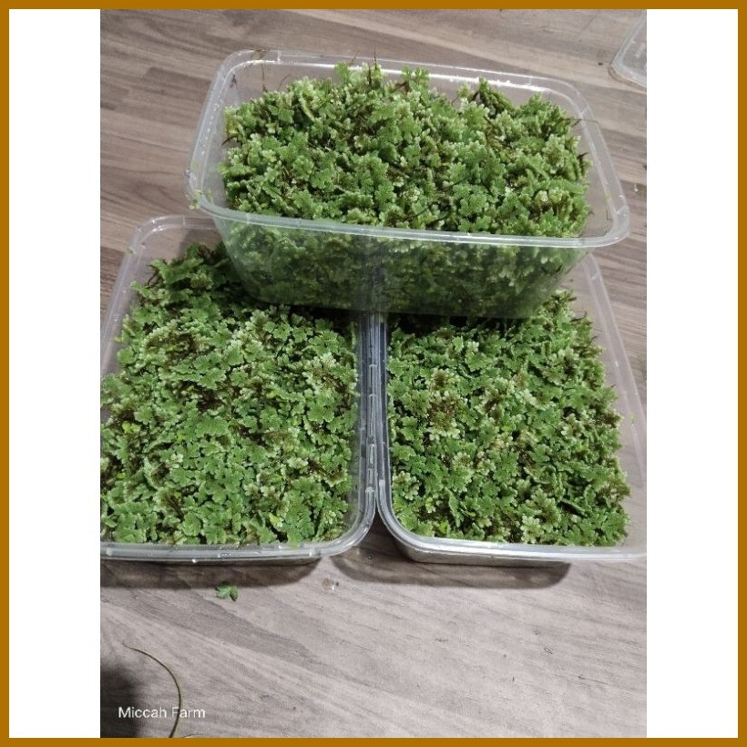 azolla mix duckweeds|Horn wort| water lettuce aquatic seed bulbs ...