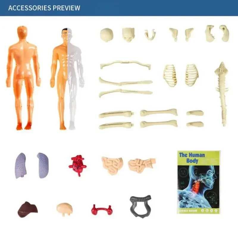 Human 3D Torso Model for Kid, Removable, Simulation, Organ and Skeleton ...