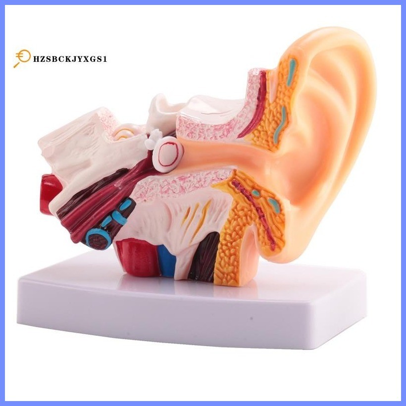 1.5 Times Human Ear Anatomy Model Showing Organs Structure Of the ...