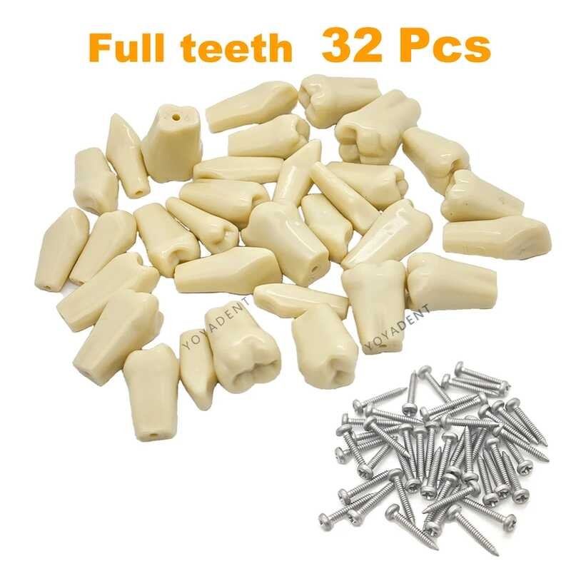 Frasaco A3 Fit Dental Teeth Model Full Teeth 32Pcs Replacement Tooth ...